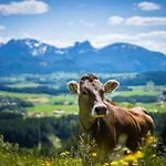 Alpenhof Ξενοδοχείο Bad Wörishofen