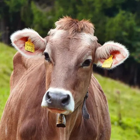 Alpenhof Bad Wörishofen