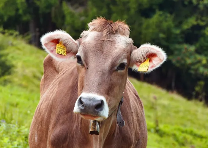 Alpenhof Bad Wörishofen